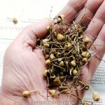 Psilocybin (magic mushrooms