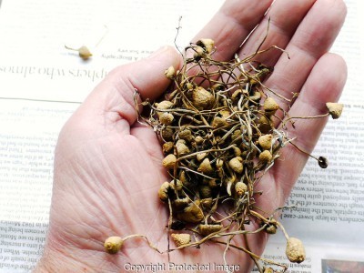 Psilocybin (magic mushrooms Psilocybin (magic mushrooms